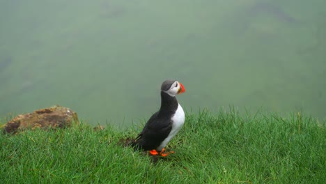 close up shot of a puffin's uncertain attempt to locate a nest along the cliff edge