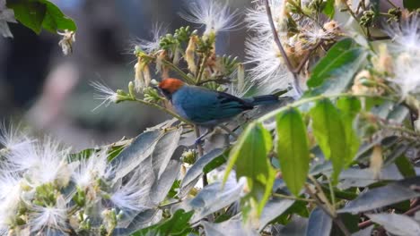 Eine-Nahaufnahme-Eines-Bunten-Vogels,-Der-Auf-Einem-Ast-Sitzt,-Umgeben-Von-Grünen-Blättern,-Wodurch-Eine-Schöne-Naturszene-Entsteht