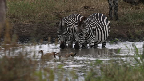 two zebras drinking and standing in water in uganda, africa