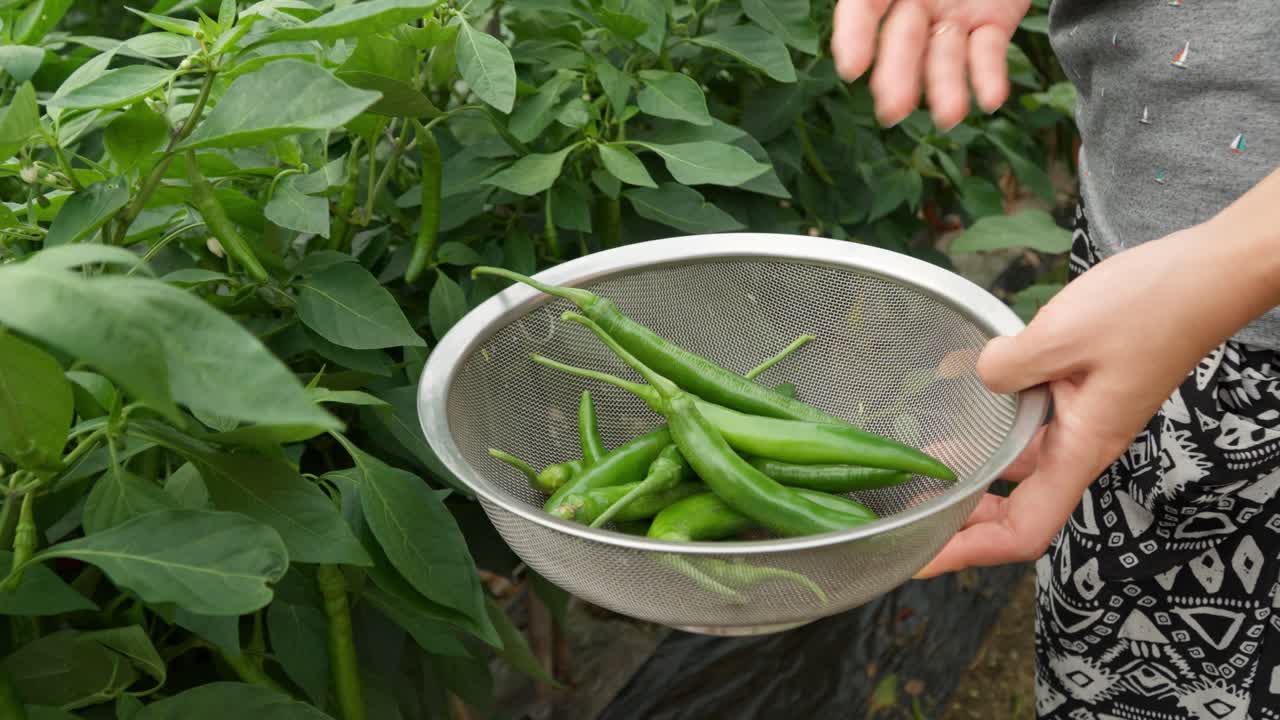 primer plano de la mano de una mujer agricultora arrancando chiles verdes largos de la planta y reuniéndolos en la cuenca en el invernadero durante la cosecha de verano
