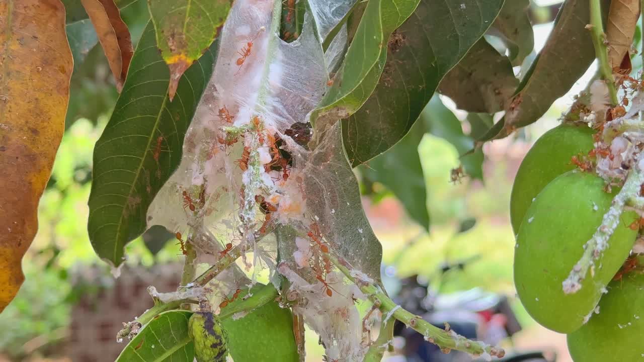 static shot of red fire ant's nest on the mangos tree