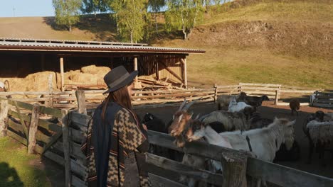 woman feeding goats and sheep on a farm