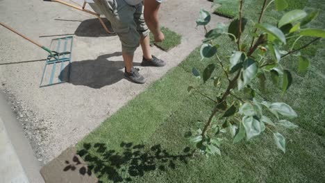 gardener laying lawn in private yard with wooden fence