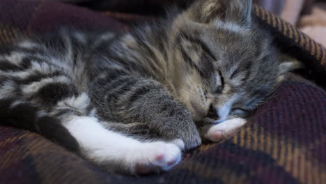 cute small tabby kitten sleeping on a blanket