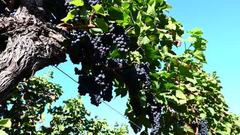 Panning-underside-of-blue-grapes-in-a-vinyard,-small-town-in-background,-Black-forest,-Germany,-Europe