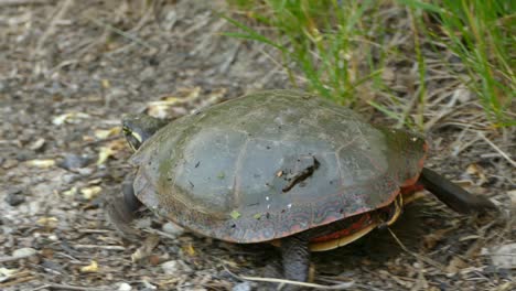 Clip-De-Una-Tortuga-Grande-Caminando,-Video-De-Vida-Silvestre-De-Una-Tortuga