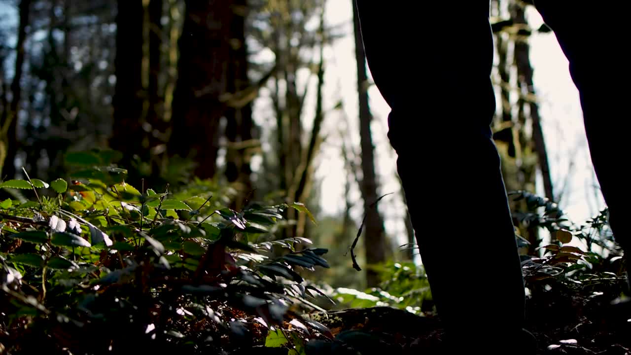 전경에 양치류가 집중되어 있고 머릿단이 배경에 있는 숲을 걷고 있는 남자