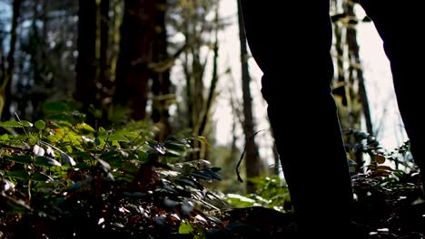man walking in a forest with ferns in foreground in focus and tress in background