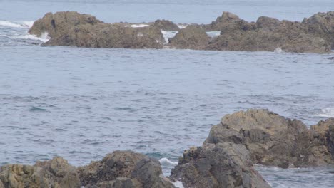 Un-Lobo-Marino-Jugando-En-El-Agua