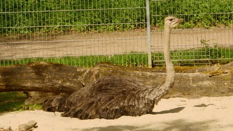 un avestruz se sienta al sol en una cama de arena e incuba sus huevos