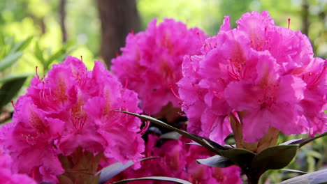 background of the rhododendron beautiful flower