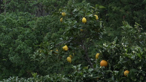 cerrar algunos árboles frutales mientras llueve