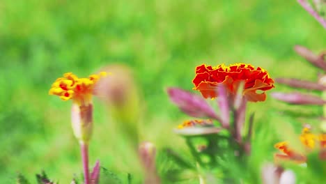 Ringelblumen-Haben-Eine-Schöne-Leuchtend-Orange-Farbe,-Die-Ihren-Garten-Erhellen-Wird