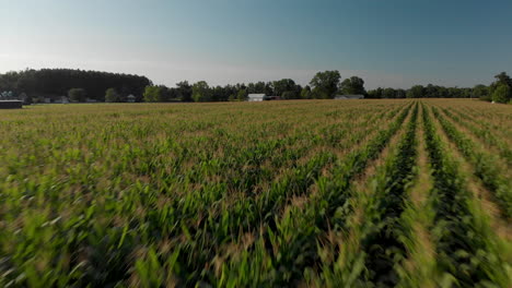 corn crop stretching for acres in rows aerial 4k