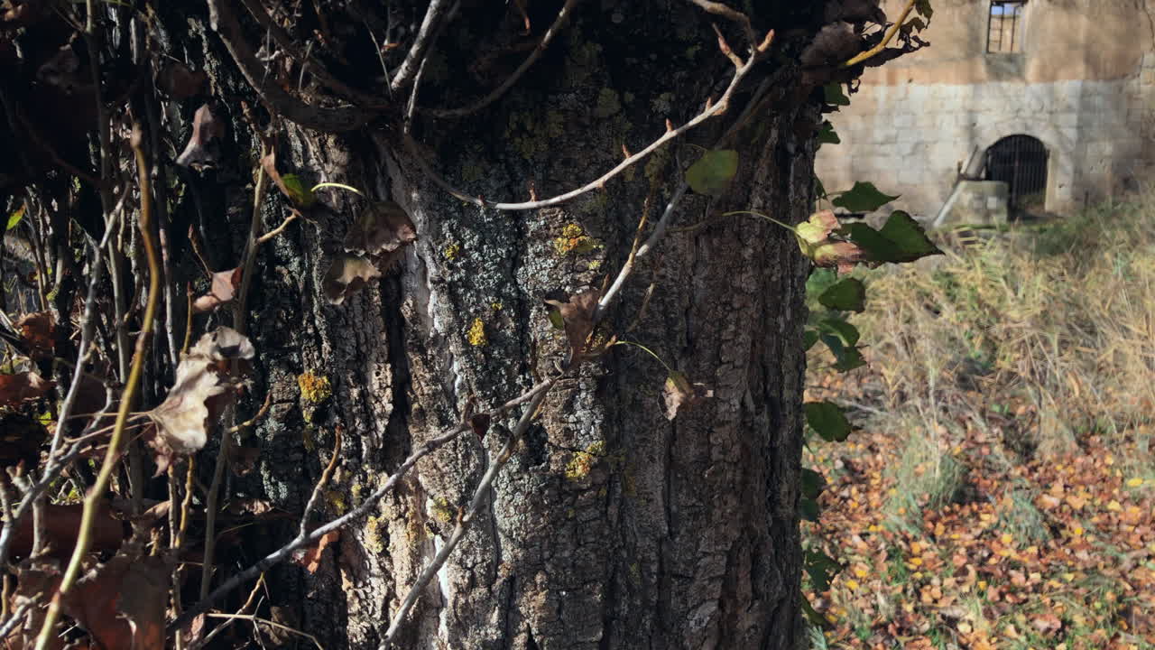 오래되고 버려진 물 방앗간