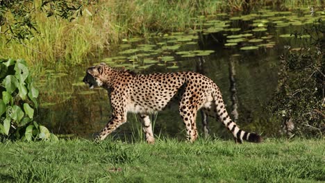 cheetah caminando cerca del agua y el follaje