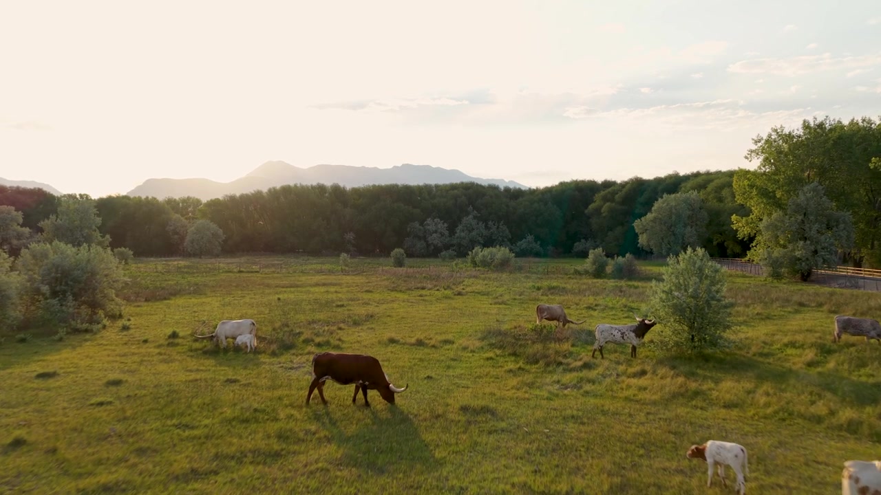 Bovini Texas Longhorn e vitelli appena nati che pascolano sull'erba rugiadosa all'alba, con luce dorata, campi nebbiosi e alberi che creano un sereno paesaggio rurale primaverile - sorvolo con drone