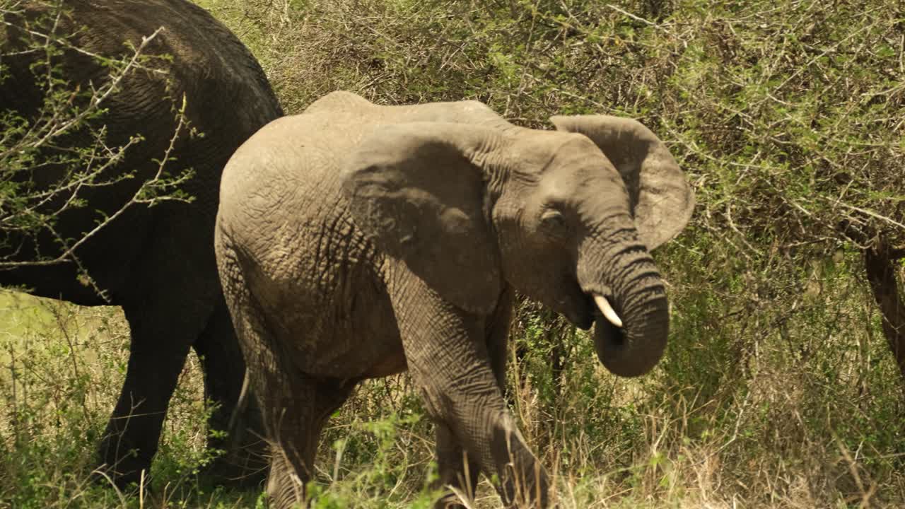 vista desde el frente de un pequeño bebé elefante, contentamente caminando en un prado