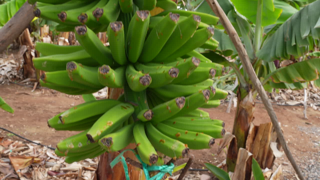 Banana flower transforming into fruit on a banana tree in the Canary Islands