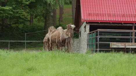 camellos bactrianos de pie en la hierba verde en el zoológico de gdansk en polonia - toma amplia