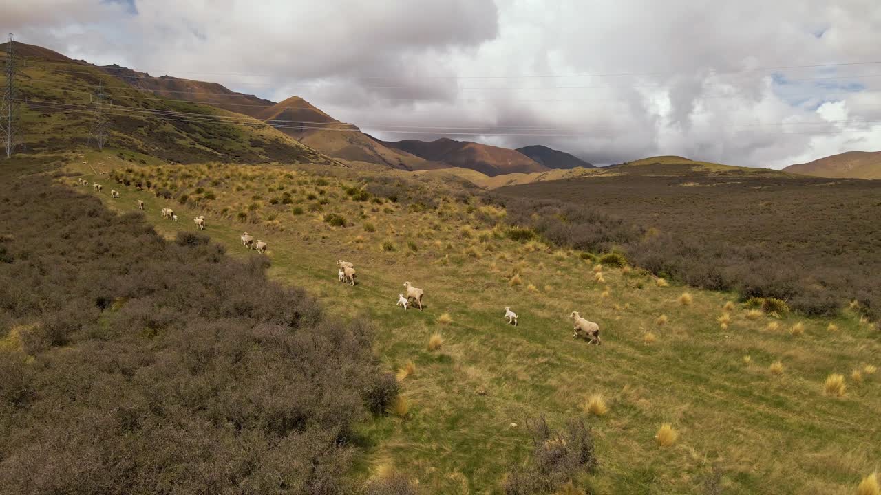 vista aérea de ovejas corriendo cuesta arriba en la escarpada isla sur de nueva zelanda