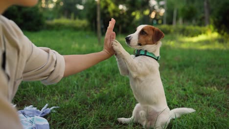 a person petting a jack russell terrier in a park