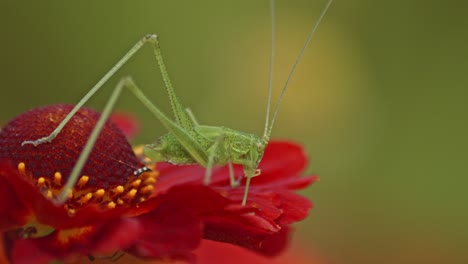 Heuschrecke-Frisst-Die-Blütenblätter-Einer-Roten-Blume-Im-Garten