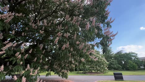 blooming horse chestnut big tree pink flowers