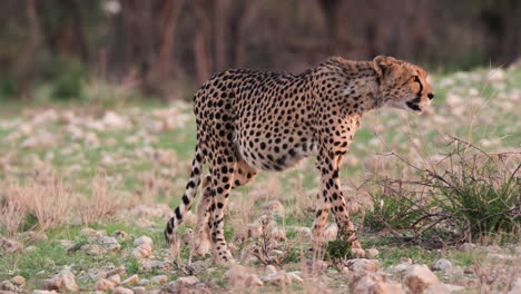 cheetah walking in african savanna - close up