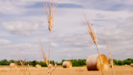 imágenes de sartén sobre los últimos vapores de paja de pie en primer plano. balas de heno en un prado. balas de heno rodadas y listas para ser empacadas en un campo de agricultores en verano