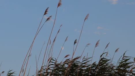 cañas altas contra el cielo azul en un día ventoso - tiro estático