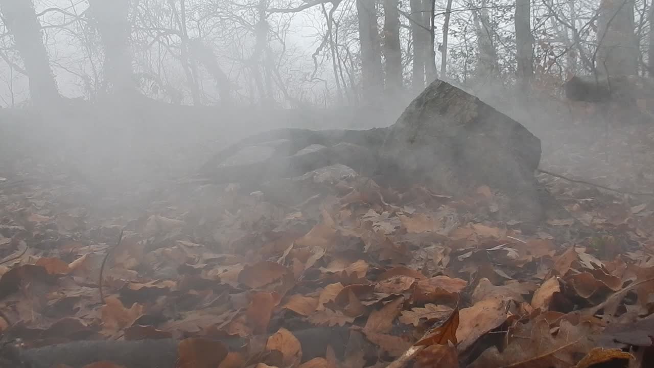 árboles del bosque del bosque encantado en un denso y espeso humo atmosférico brumoso a través de las hojas
