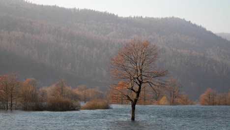 Árboles-En-Colores-Otoñales-En-Agua-En-Un-Campo-Inundado.