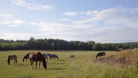 Statische-Aufnahme-Brauner-Pferde-Auf-Einem-Bauernhof-In-Der-Landschaft-Von-Tyresö,-Schweden