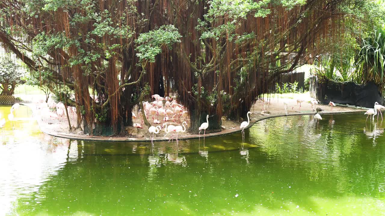 플라밍고 들 이 울창 한 초록색 연못 근처 에 모인다