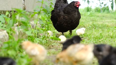 The Hen Grazes and Feeds her Little Chicks in the Yard Chicken and Young Chickens in the Grass Yard Mothers Care for Offspring