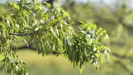 fresh leaves growing on branches spring France sunny day close up