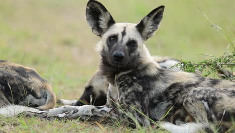 Descansando-Perro-Salvaje-Africano-Orejas-Grandes-Muy-Atento-A-La-Actividad-Cercana