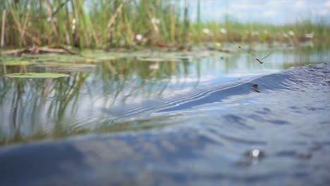 Slomo-from-a-Small-Boat-in-Okavango-Delta,-with-Dragonflies-Flyng,-during-Sunny-Weather