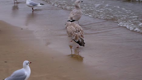 Die-Kamera-Folgt-Einer-Möwe,-Die-An-Einem-Sandstrand-Der-Ostsee-Spazieren-Geht