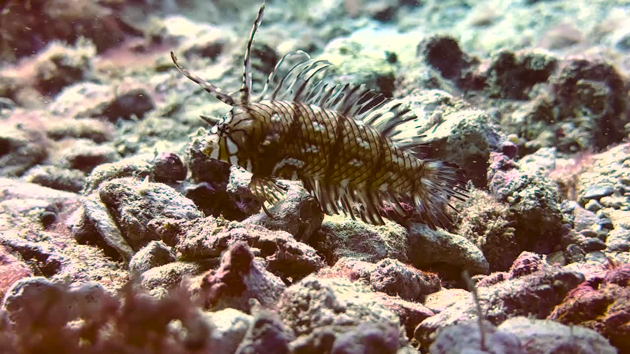 primer plano de un dragón flotando en el océano pacífico de hawai