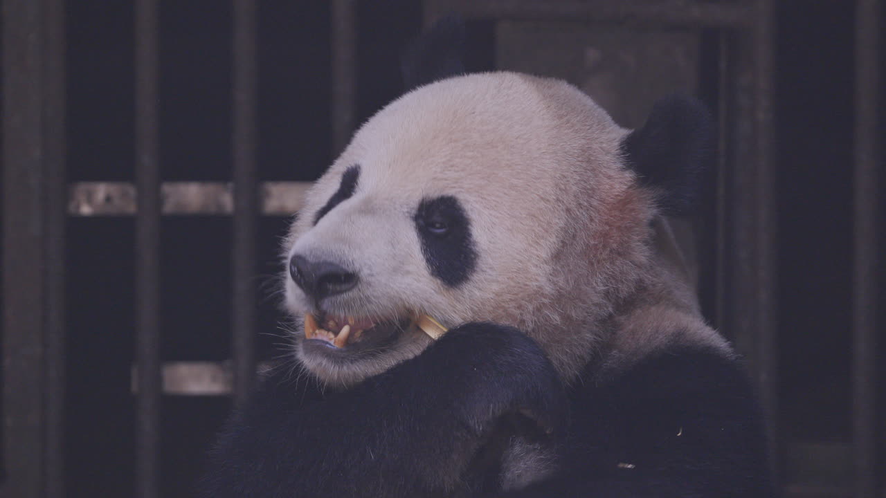 A close up of a panda eating