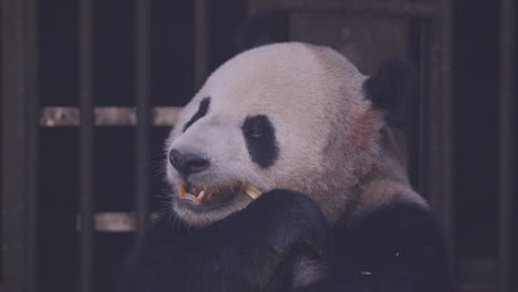 a close up of a panda eating