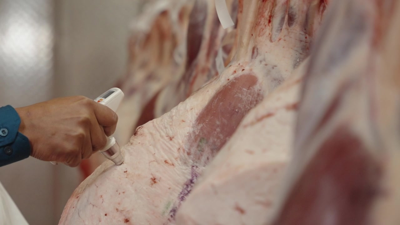 Worker inserts a handheld probe into hanging beef carcasses during quality inspection inside an industrial processing plant.