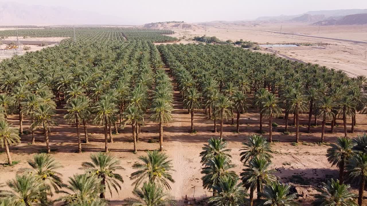 Scenic view of date palm plantations, agriculture and rural farming in desert, aerial