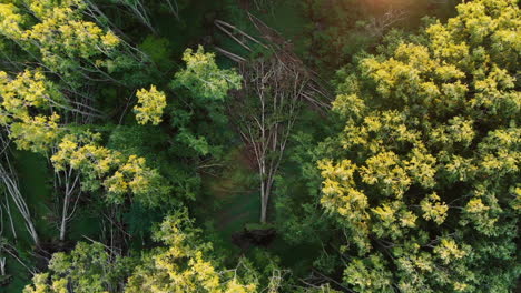 Fallen Tree in the Forest Cenital Aerial View