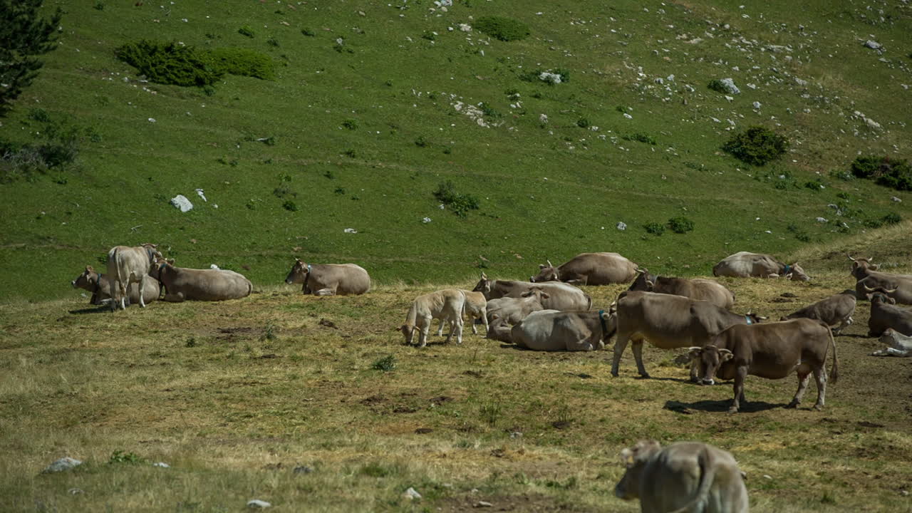 Mucche di Pedraforca 00