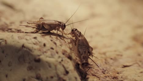 three crickets interacting together