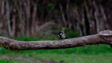 A-great-tit-and-blue-tit-on-a-log-in-woodland