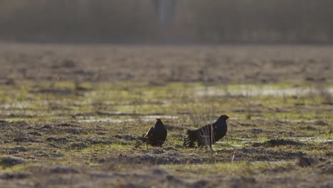 Black-grouse-breeding-lek-fight-in-early-morning
